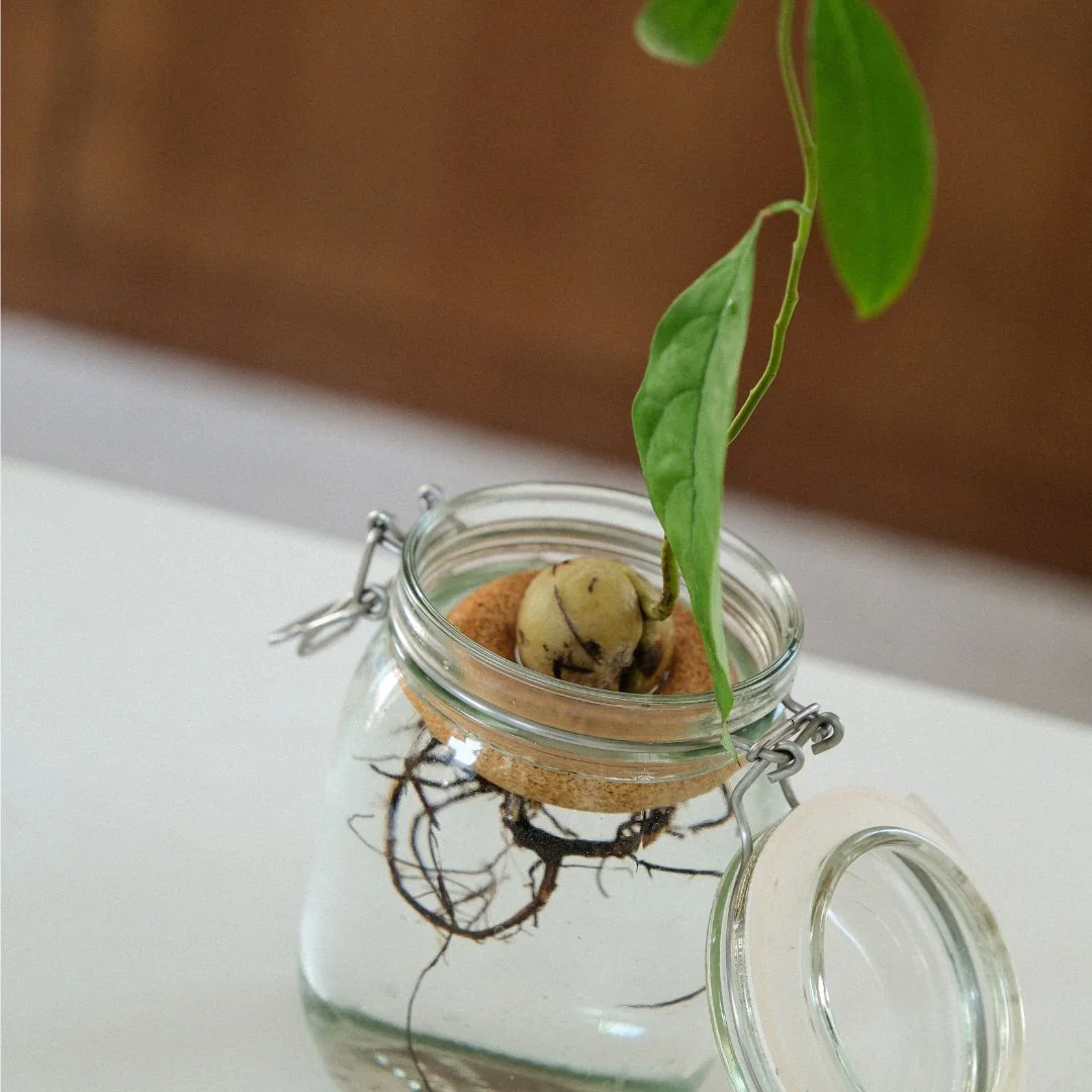 Bouée pour avocat - Justine Jossart - Image 3